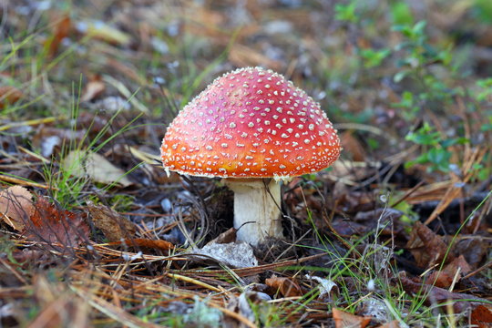 Red mushroom among the moss autumn day