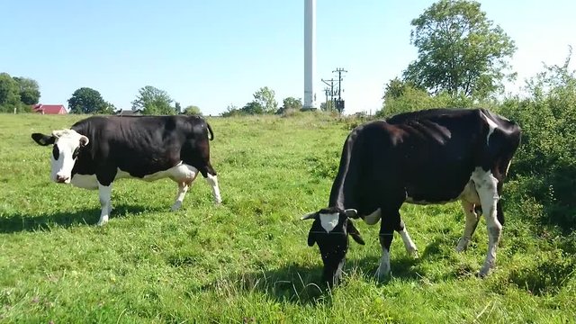wakacje na wsi, pola, krowy