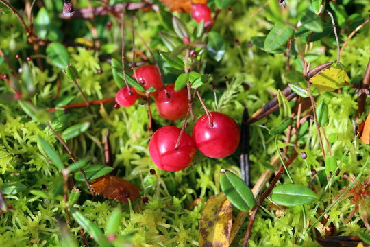 Ripe cranberry among moss in Siberia