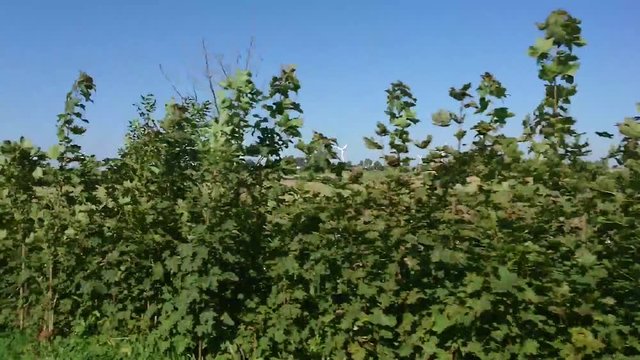 elektrownia wiatrowa, wiatraki, widok z auta