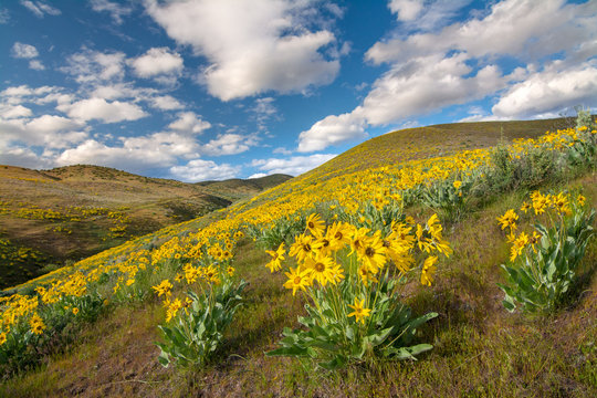 Fototapeta Field filled with beautiful yellow flowers in the spring time