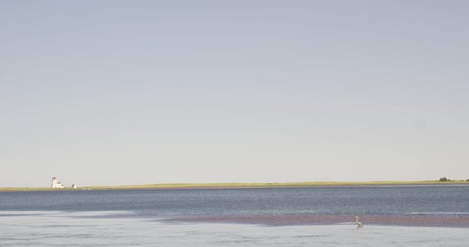 Lighthouse in distance - great blue heron in forground on water - pan shot