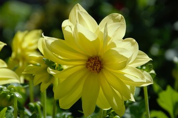 dahlia