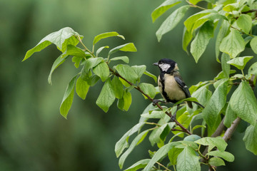 Mésange charbonnière sur une branche