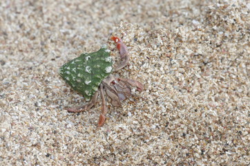 Bernard l'hermite sur une plage