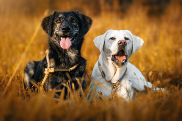 zwei junge hunde liegen auf einer wiese und grinsen