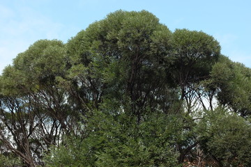 Elm crown early in autumn