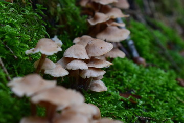 Mushrooms