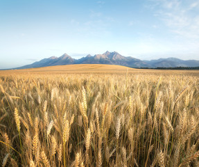 Field in the mountain valley. Agricultural landscape in the Tatry mountain, Slovakia
