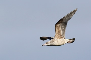 Juvenile  European herring gull in flight, Larus argentatus, birds Iceland