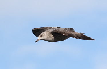 Juvenile  European herring gull in flight, Larus argentatus, birds Iceland