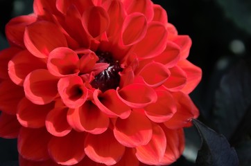 dahlia