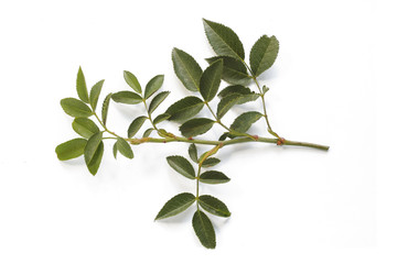 Branch of a dogrose on a white isolated background