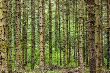 harmonic pattern of young trees in the french forest