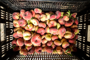 Perspective view of fresh saturn peaches in a basket © Mathia