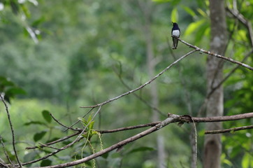 Colibri