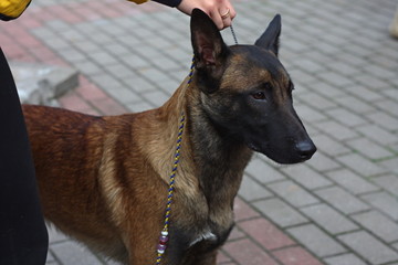 Belgian shepherd close up portrait, dog show winner, beautiful purebred dog