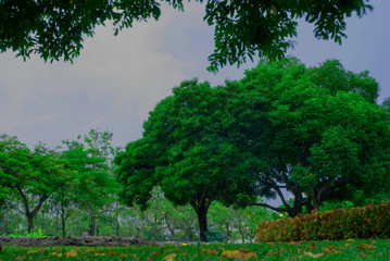 Tree in the park
