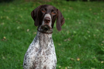 Amazing curious dog face of hunting breed pet, german shorthaired pointer close up portrait on green background in vintage style