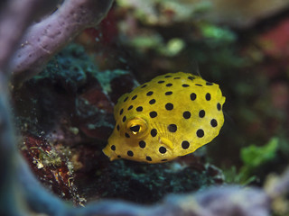 Juvenile Yellow Boxfish, Junger Gelbbrauner Kofferfisch (Ostracion cubicus)