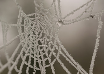 Toile d'araignée gelée durant l'hiver