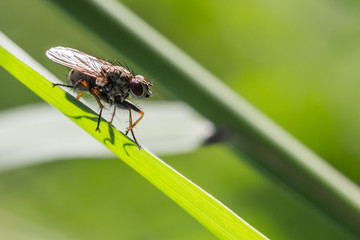 sunbathing on a plant