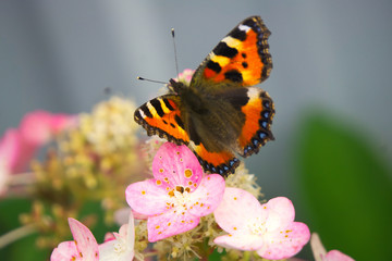 Obraz na płótnie Canvas Бабочка сидит на цветке гортензии.