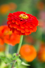 Red dahlia for background.