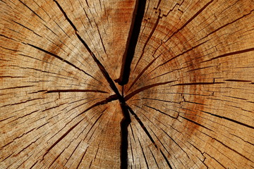      wooden cut texture 
