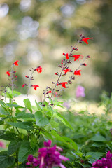 Purple red flower on a dark abstract background.
