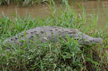Alligator caché dans l'herbe