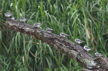 Famille d'oiseaux sur une branche sous la pluie