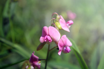 Obraz premium Beautiful pink flowers on a background of sunlight in the park. Spring summer floral background. Soft focus.