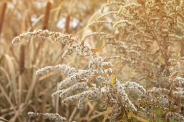 Fototapeta premium Reeds and yellow grass on the bank of the river in the rays of sunset.