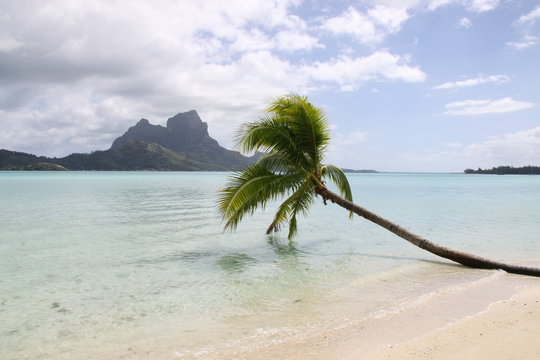 Palmier sur Bora Bora Tahiti 