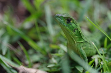 Lézard vert