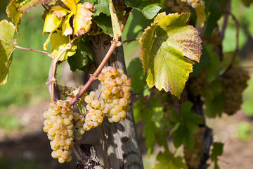 ripe and golden bunch of grapes in the vineyards