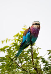 Roller Bird of Africa