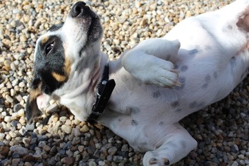 Jack russell couché sur le dos devant la maison