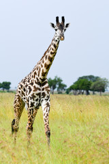 Giraffe Walk
