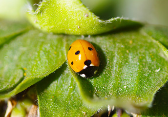 Ladybug on green leaf in garden