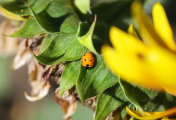 Ladybug on green leaf in garden