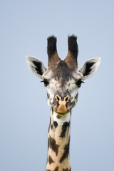 Giraffe Portrait