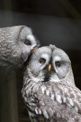 Baiser de chouettes lapones