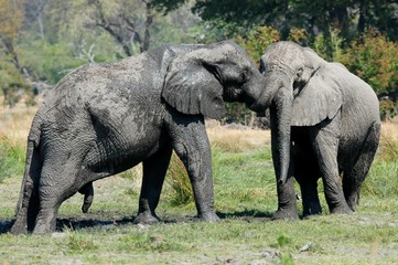 Fototapeta na wymiar African Elefants in Botswana Moremi Game Reserve 