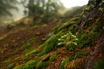 Strong beautiful fog in the forest