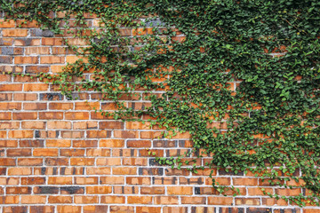 Climbing plants on red brick wall
