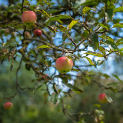 Apfelbaum mit rot-grünen Äpfeln reifen in der Sonne