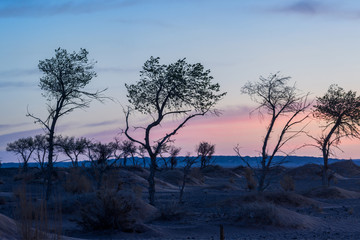 Obraz premium silhouettes of trees on hill with sky on background 