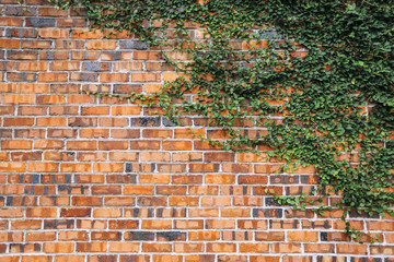 Climbing plants on red brick wall